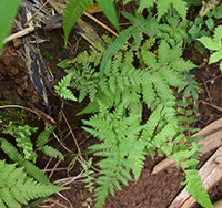 Tattoo Fern
