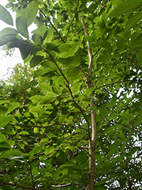 Pidal Tree