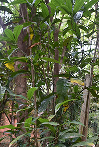 Magnolia Grandflora