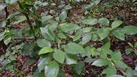 White Habiscus