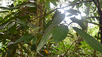 Dalchini