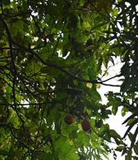 Zyak Fruit
