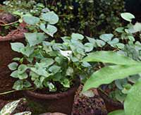 Fish Smell plant