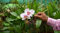 Orchid White