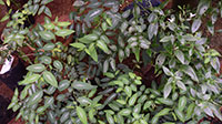Chakramuni-multi vitamin