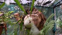 Orchid inside Cocounut