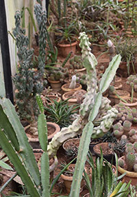 Cactus
