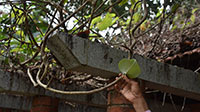 Gangrene Creeper