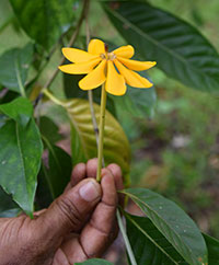 Gardenia Flower