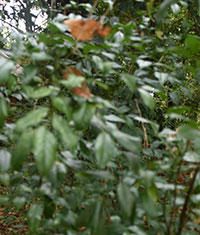 Sorup plant