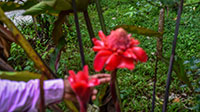 Torch Ginger