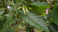 Kanangal Odourate