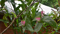Creeper on Orange plant