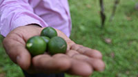 Green Orange
