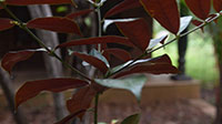 Ornamental Plant