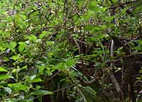 Mulberry