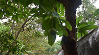 Elephant Delinia Indica