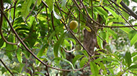 Egg shaped fruit Plant
