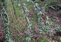 Creeper Bamboos