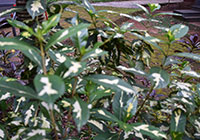 Crotons