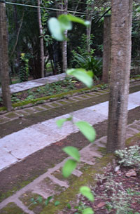 Garlic Creeper