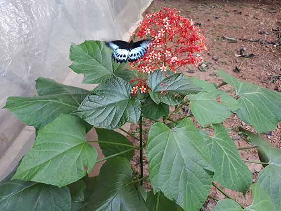 Beautiful butterfly