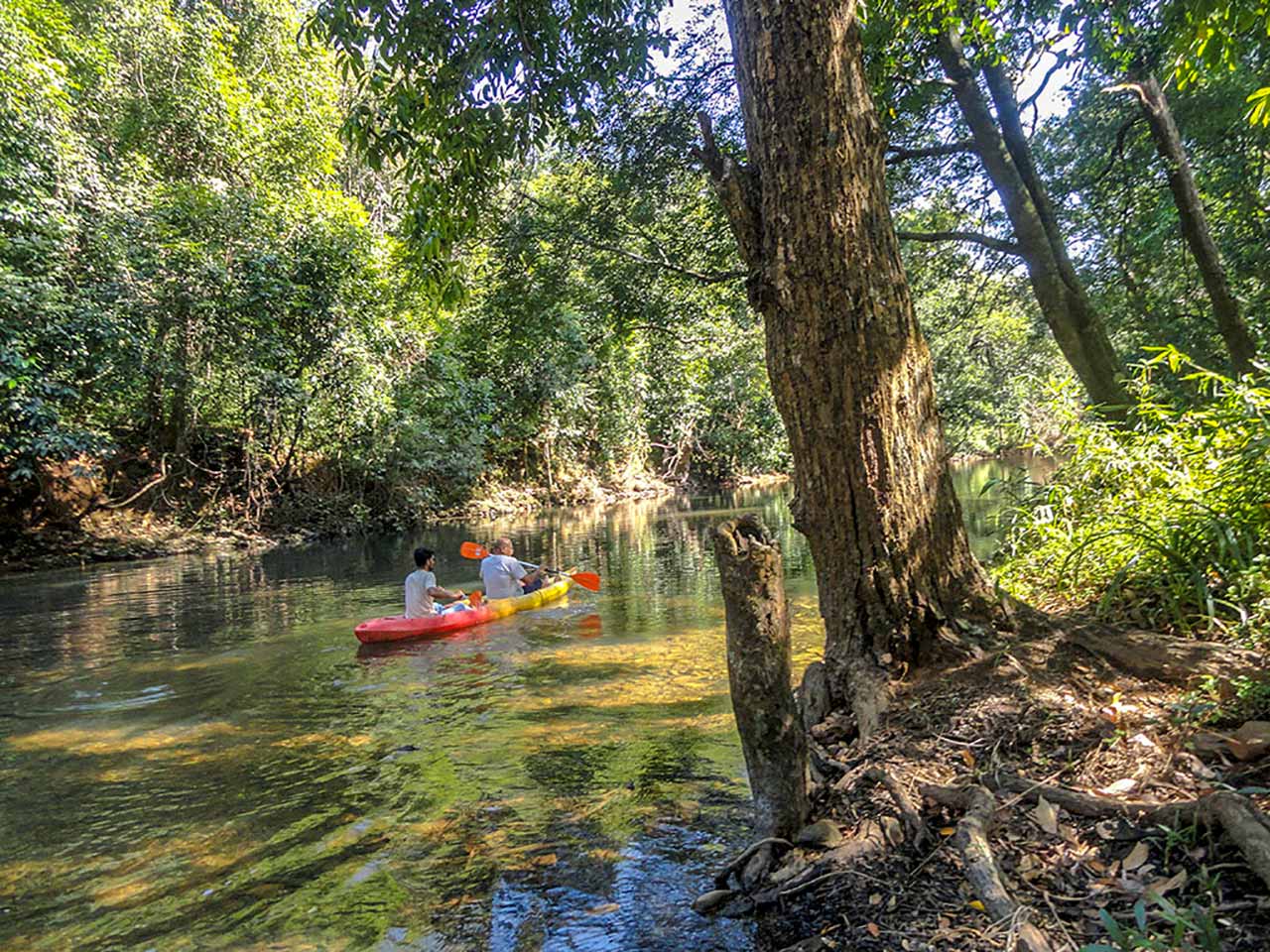 Kayaking in the river