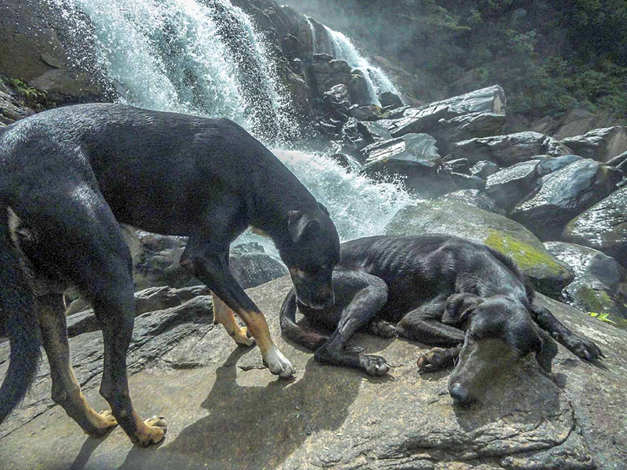Kayaking in the riveDogs accompanying to waterfall